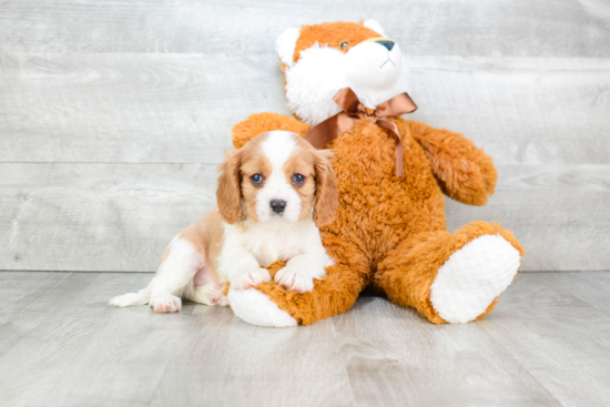 Friendly Cavalier King Charles Spaniel Baby