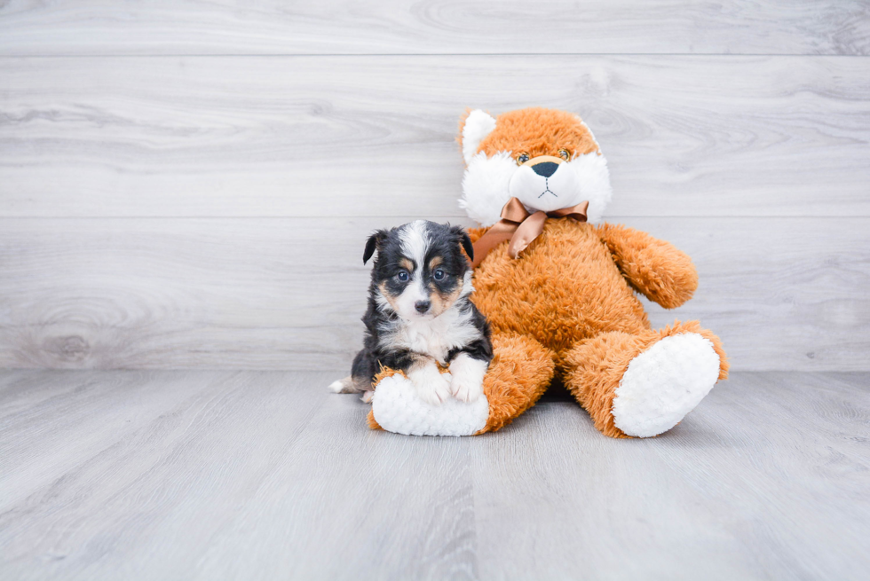 Small Mini Aussiedoodle Baby