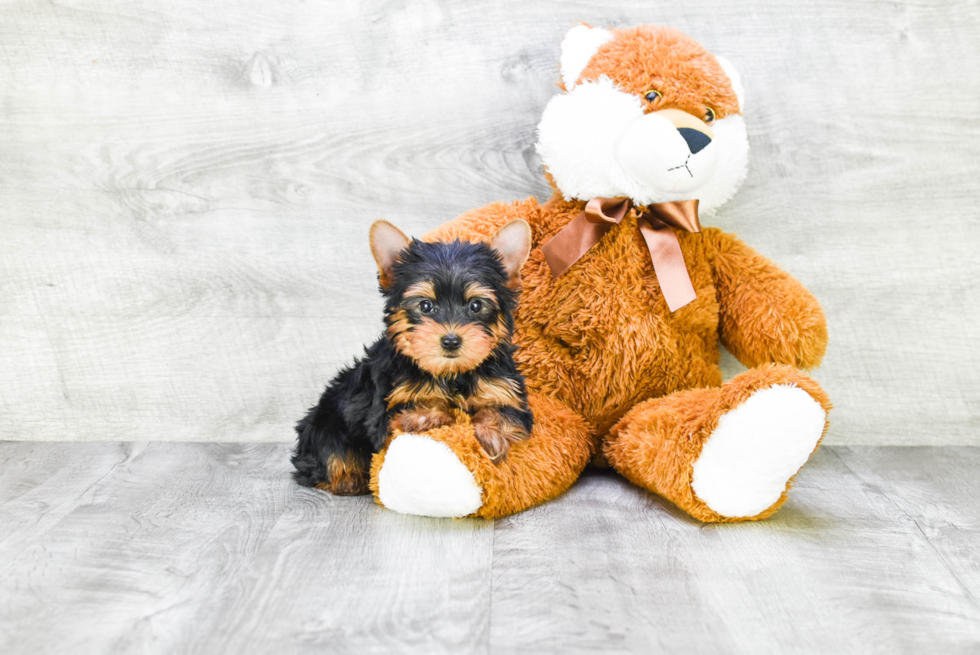 Meet Rascal - our Yorkshire Terrier Puppy Photo 