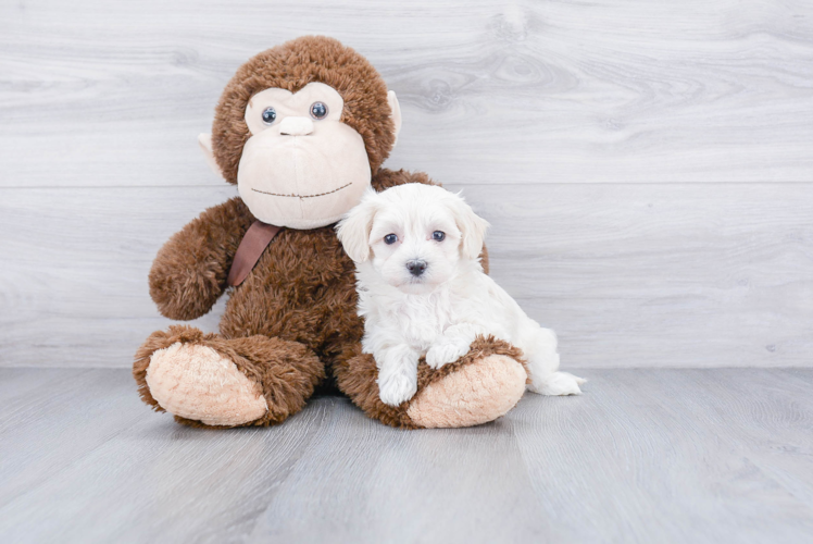 Hypoallergenic Maltepoo Poodle Mix Puppy