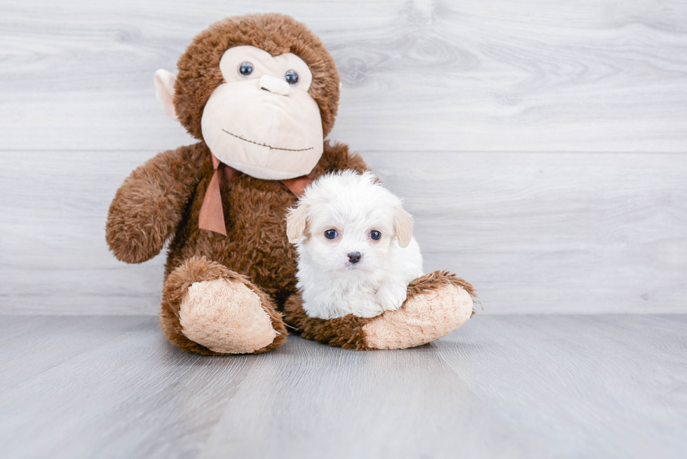 Sweet Cavachon Baby