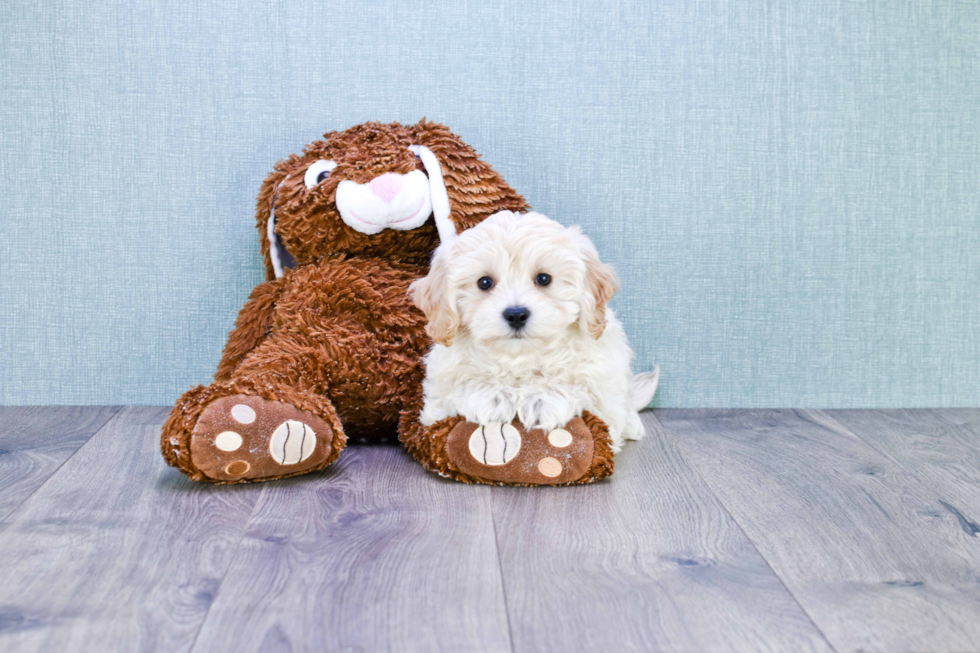 Best Maltipoo Baby