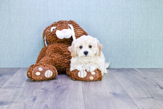 Best Maltipoo Baby