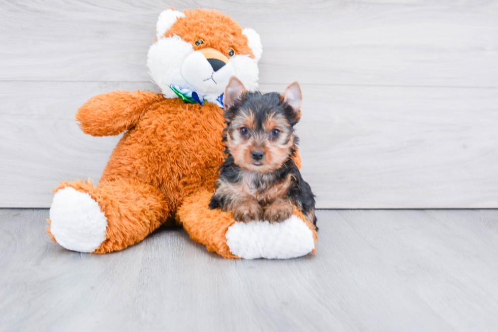 Meet Steph - our Yorkshire Terrier Puppy Photo 