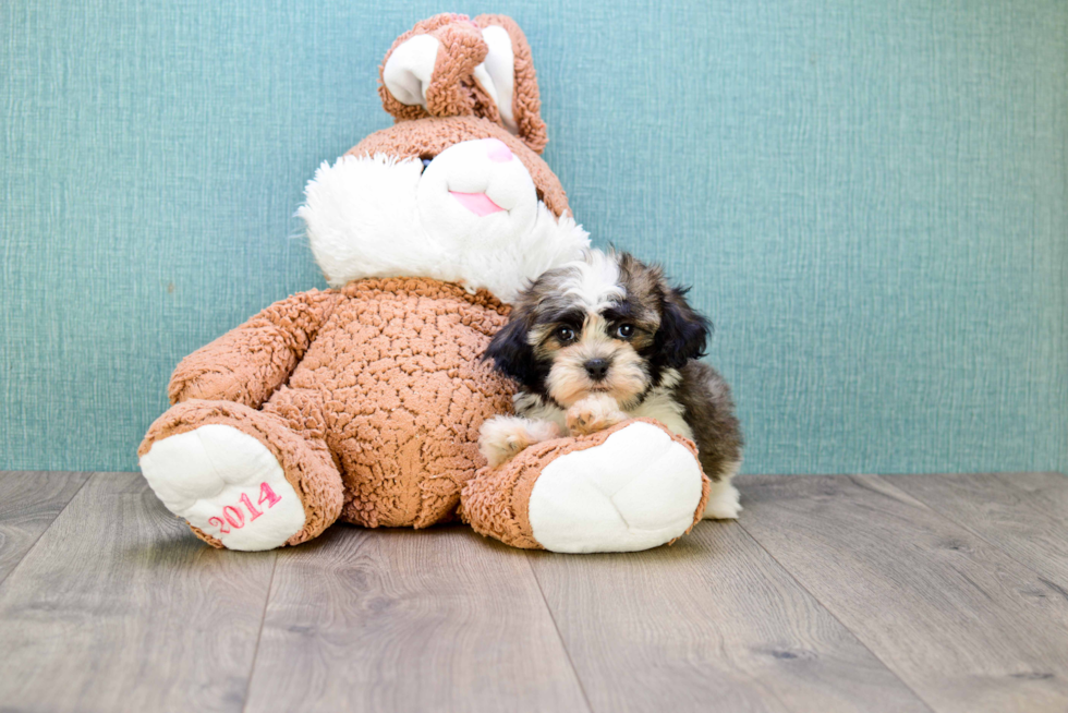 Happy Havanese Purebred Puppy