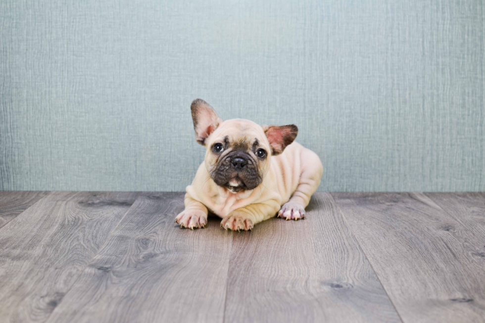 Small French Bulldog Baby