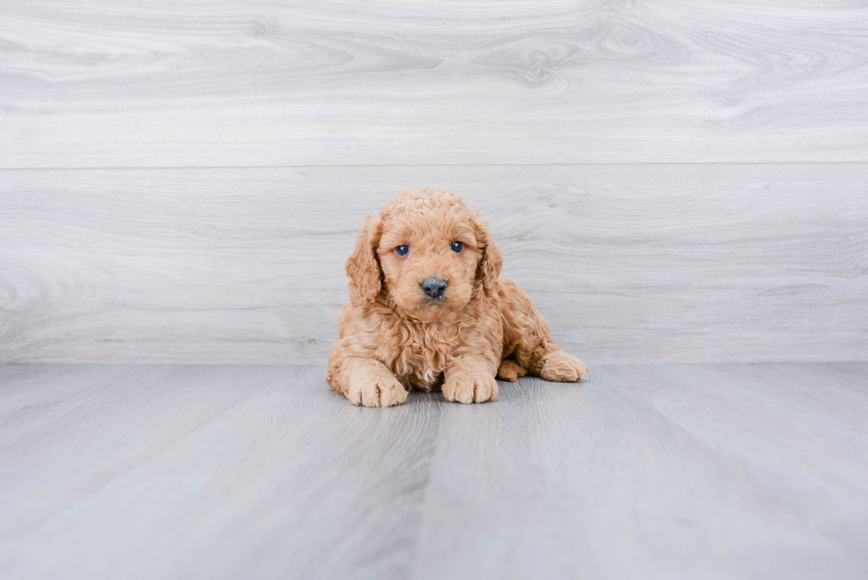 Best Mini Goldendoodle Baby