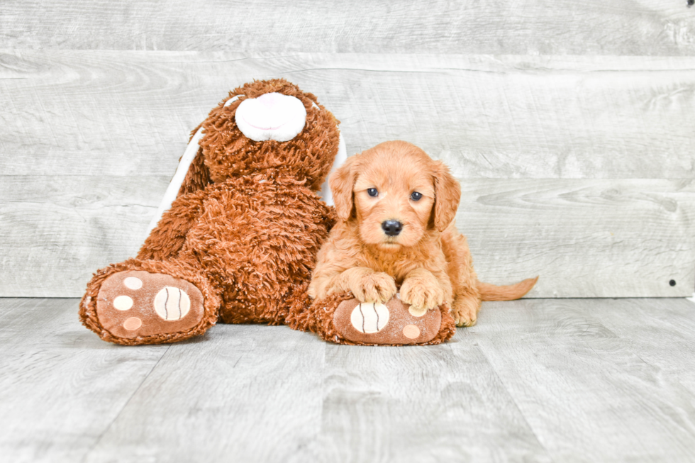 Mini Goldendoodle Puppy for Adoption