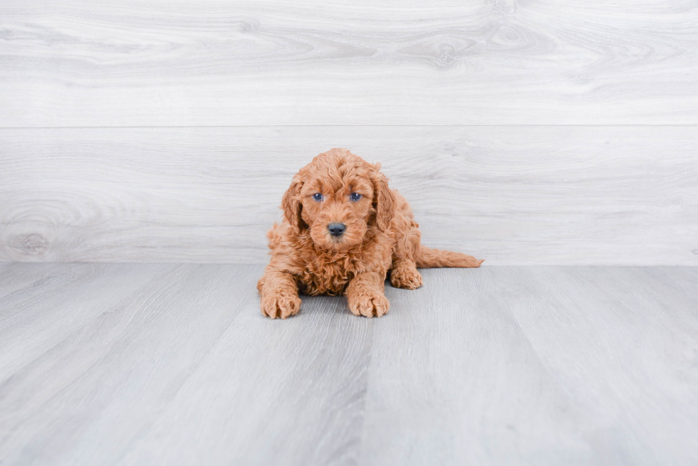 Best Mini Goldendoodle Baby