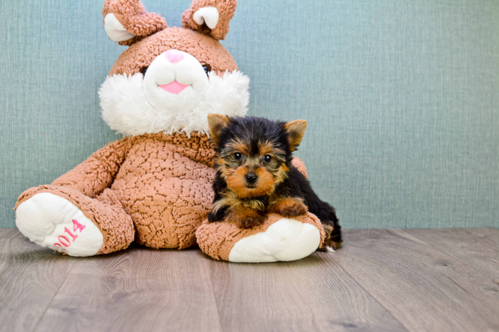 Meet Tinkerbell - our Yorkshire Terrier Puppy Photo 