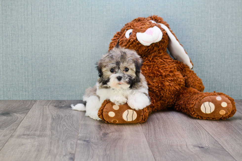 Best Havanese Baby