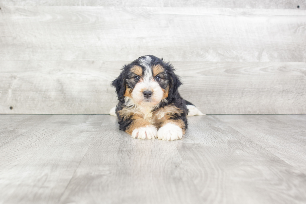 Mini Bernedoodle Pup Being Cute