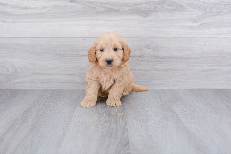 Mini Goldendoodle Pup Being Cute