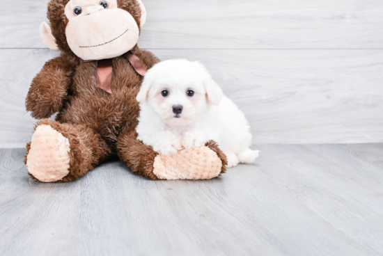 Friendly Maltese Baby