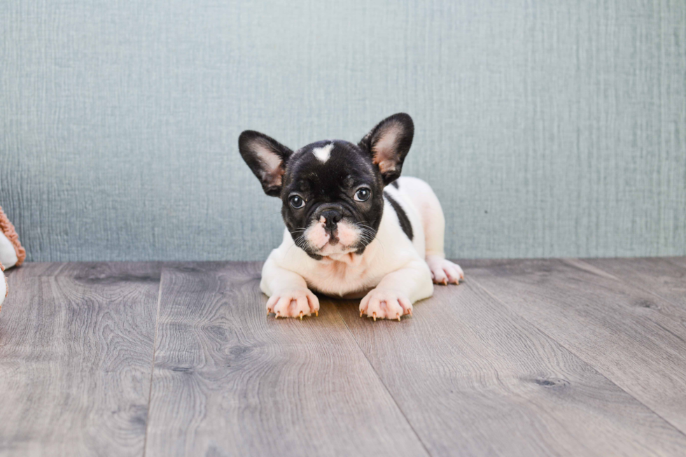 Best French Bulldog Baby