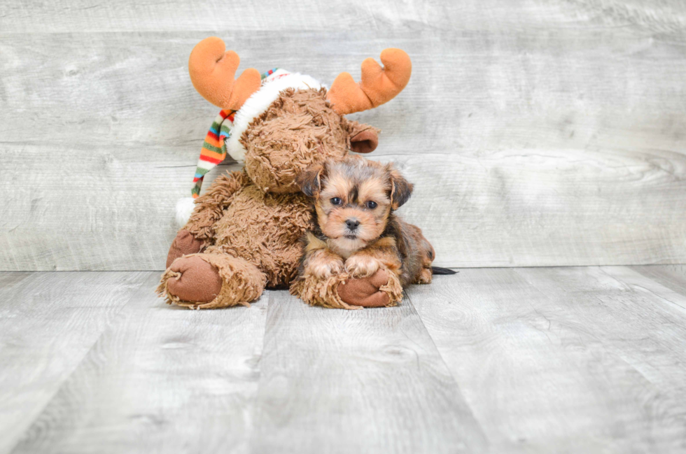 Shorkie Pup Being Cute