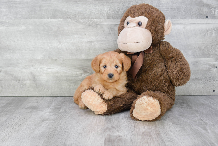 Mini Goldendoodle Pup Being Cute