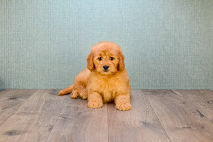 Small Mini Goldendoodle Baby