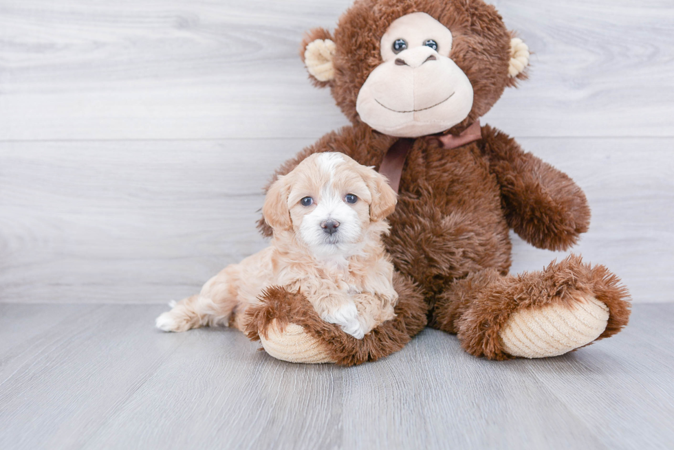 Cute Maltipoo Baby