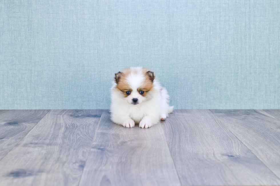 Pomeranian Pup Being Cute