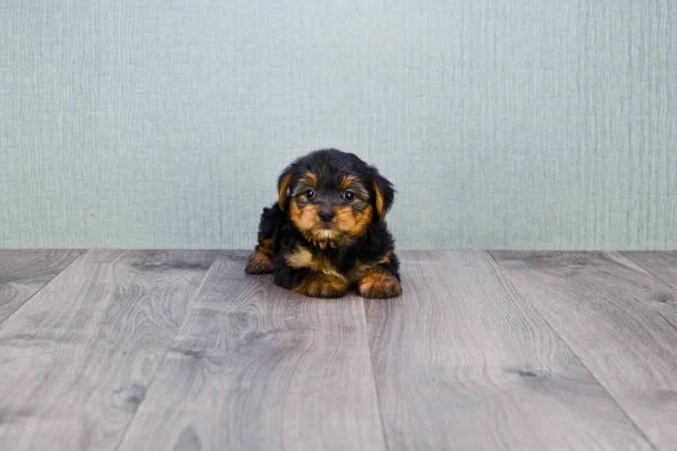 Meet Bella - our Yorkshire Terrier Puppy Photo 