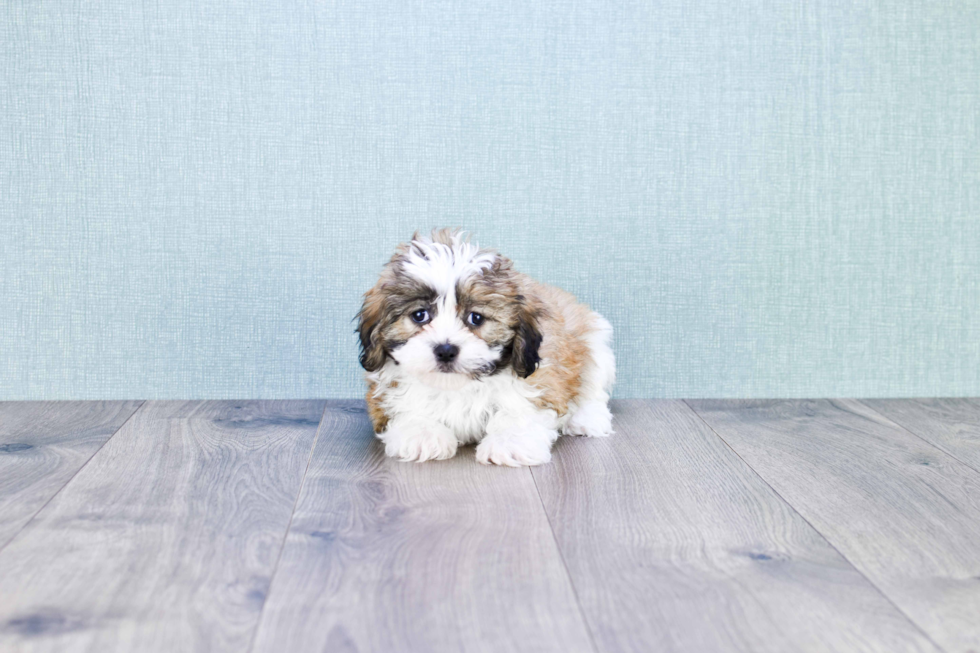 Teddy Bear Pup Being Cute