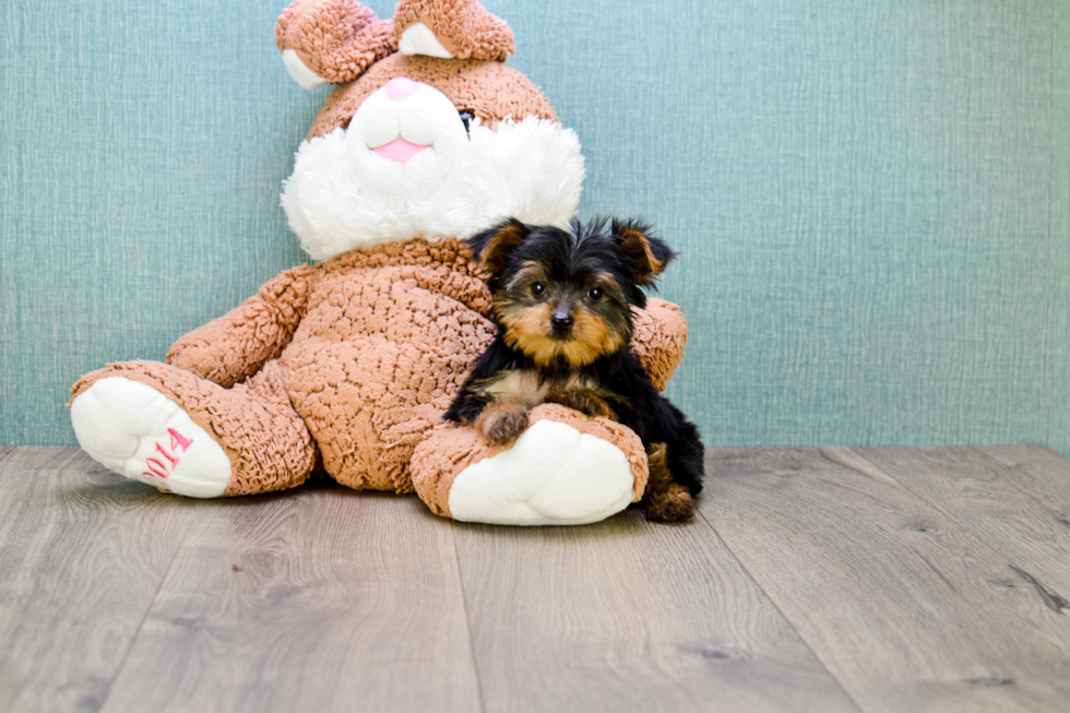 Meet Rascal - our Yorkshire Terrier Puppy Photo 