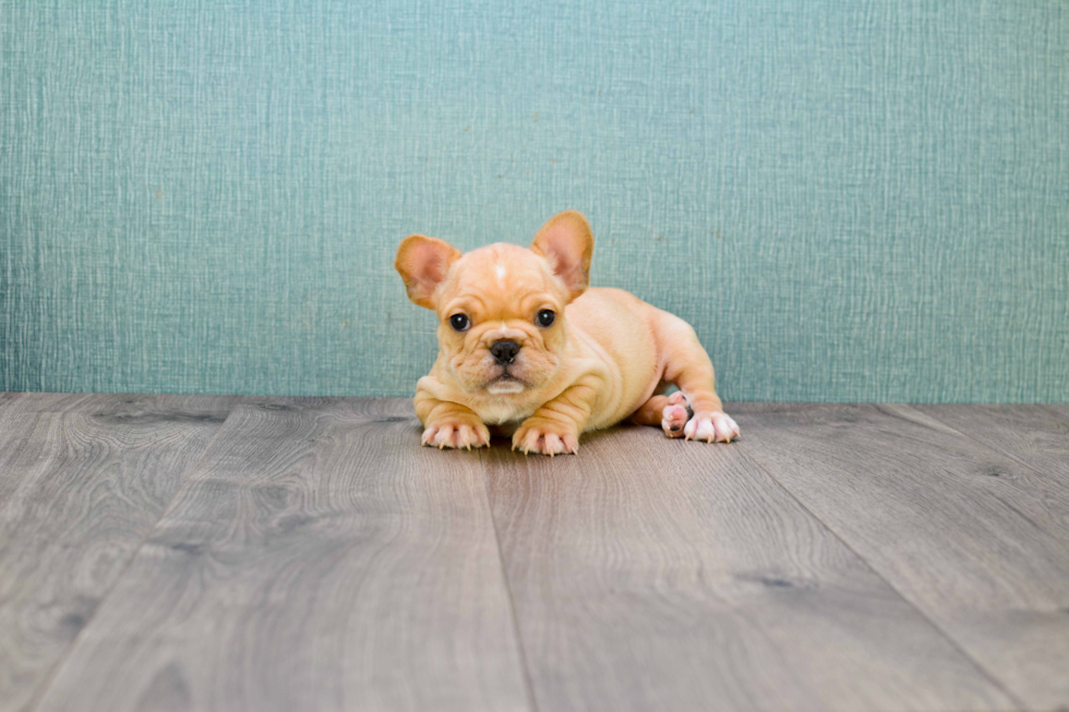 French Bulldog Puppy for Adoption