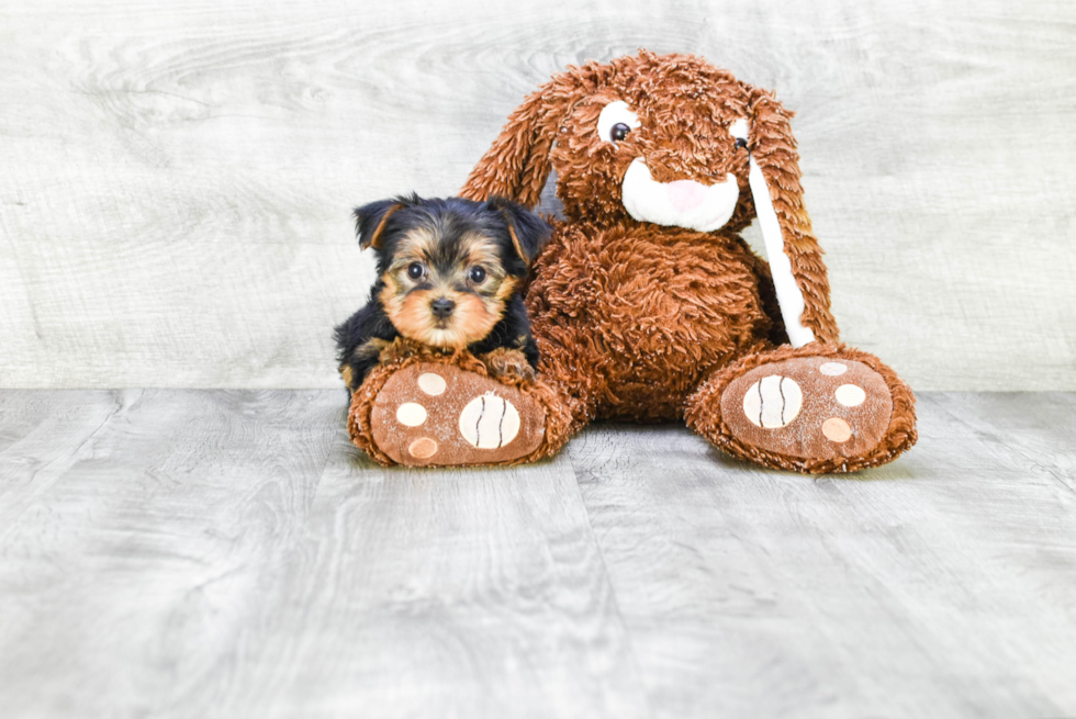 Meet Jeremy - our Yorkshire Terrier Puppy Photo 