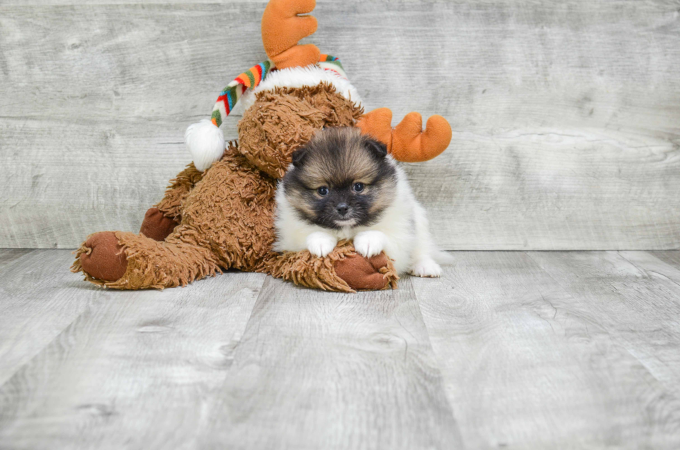 Friendly Pomeranian Purebred Pup