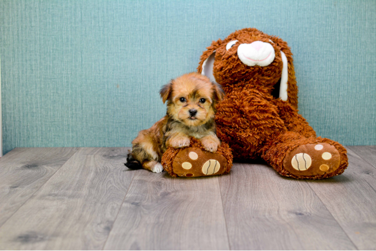 Morkie Pup Being Cute