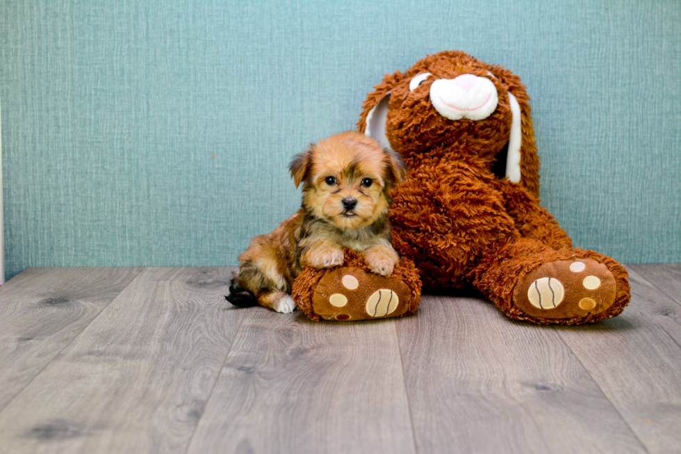 Morkie Pup Being Cute