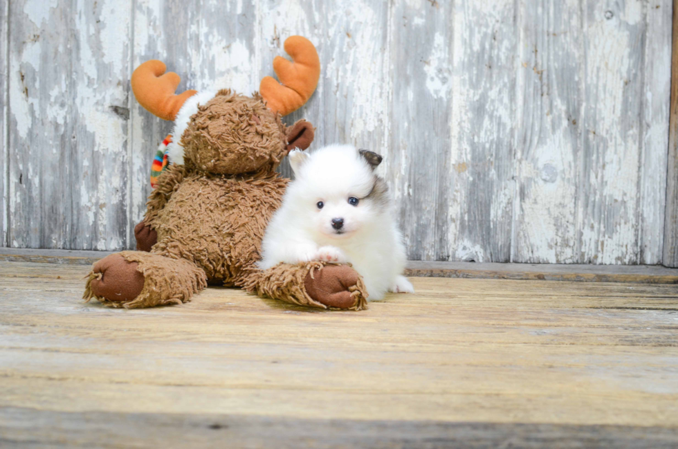 Playful Pomeranian Baby