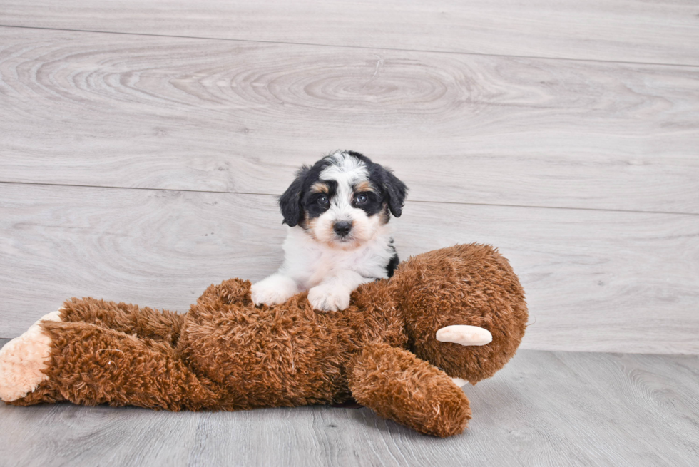 Mini Aussiedoodle Puppy for Adoption