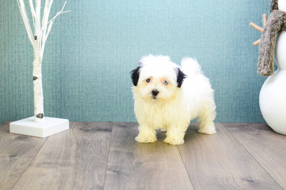 Havanese Puppy for Adoption