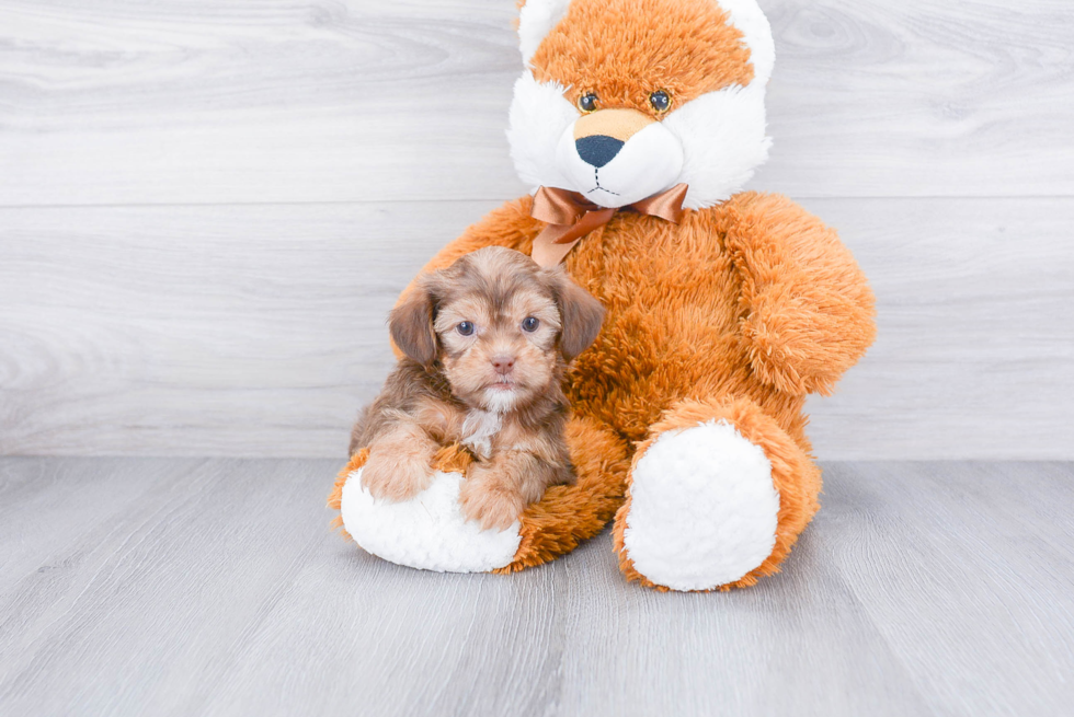 Adorable Shorkie Designer Puppy