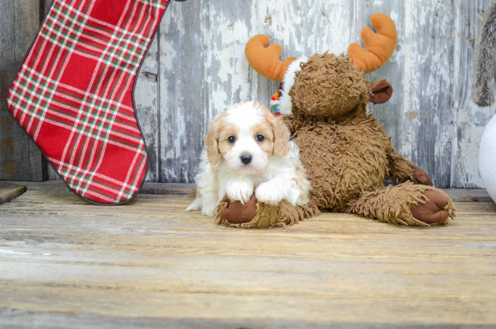 Energetic Cavoodle Poodle Mix Puppy