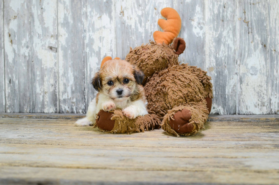 Teddy Bear Pup Being Cute