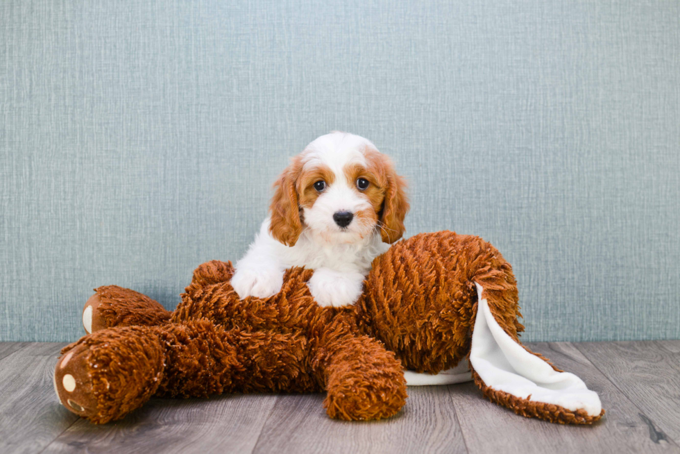 Cavapoo Pup Being Cute