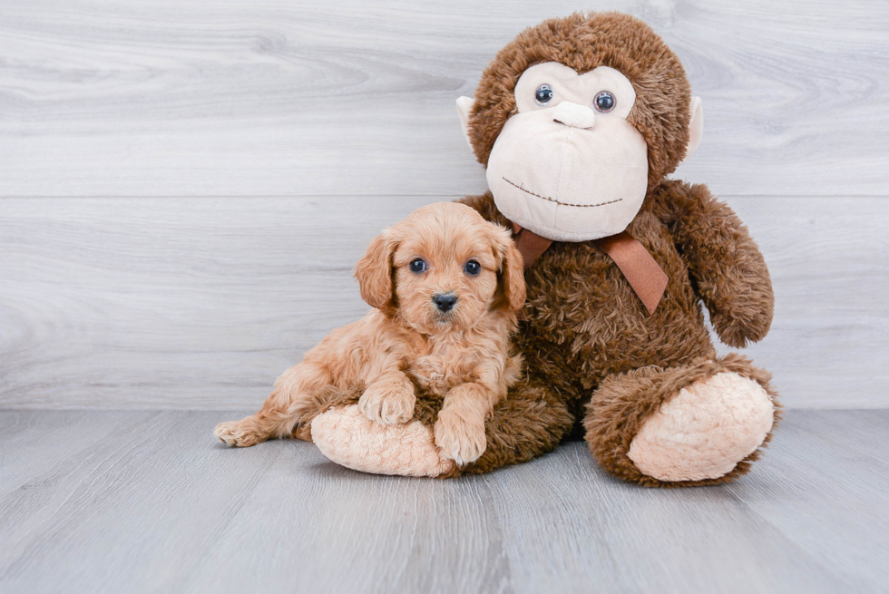 Friendly Cavapoo Baby