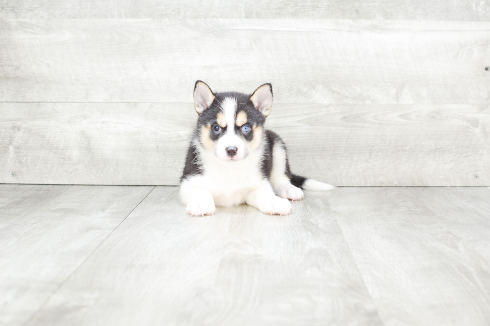 Cute Pomsky Baby