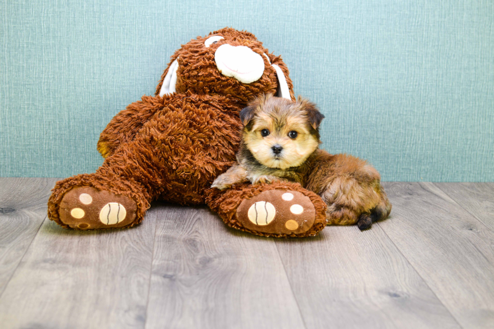 Morkie Puppy for Adoption