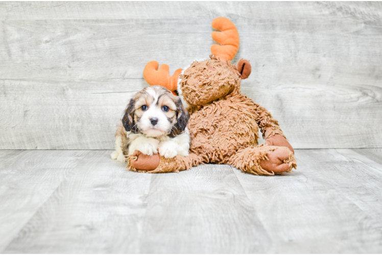 Fluffy Cavapoo Poodle Mix Pup