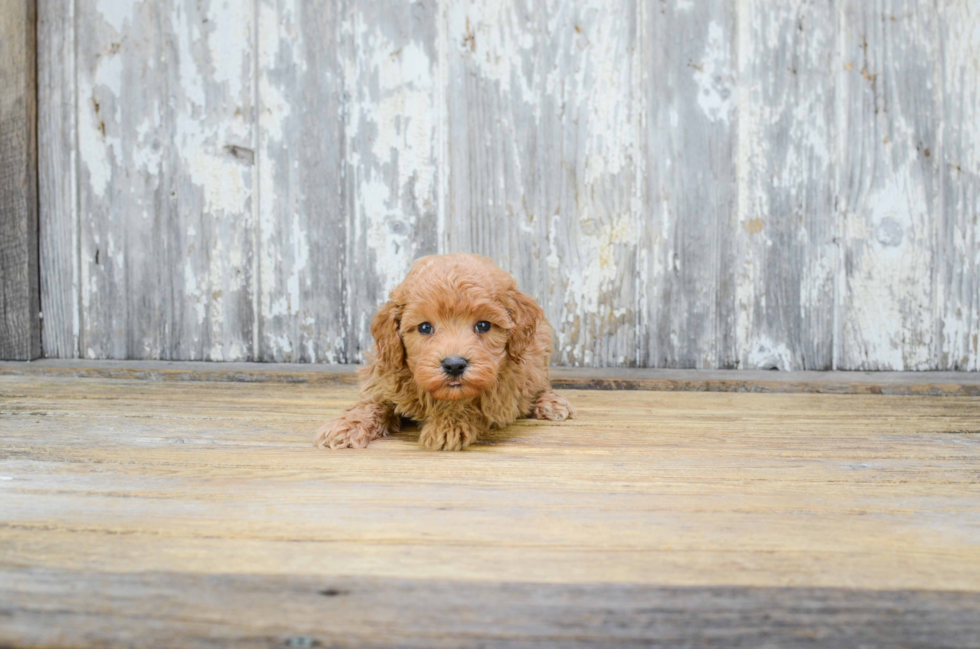 Hypoallergenic Cavoodle Poodle Mix Puppy