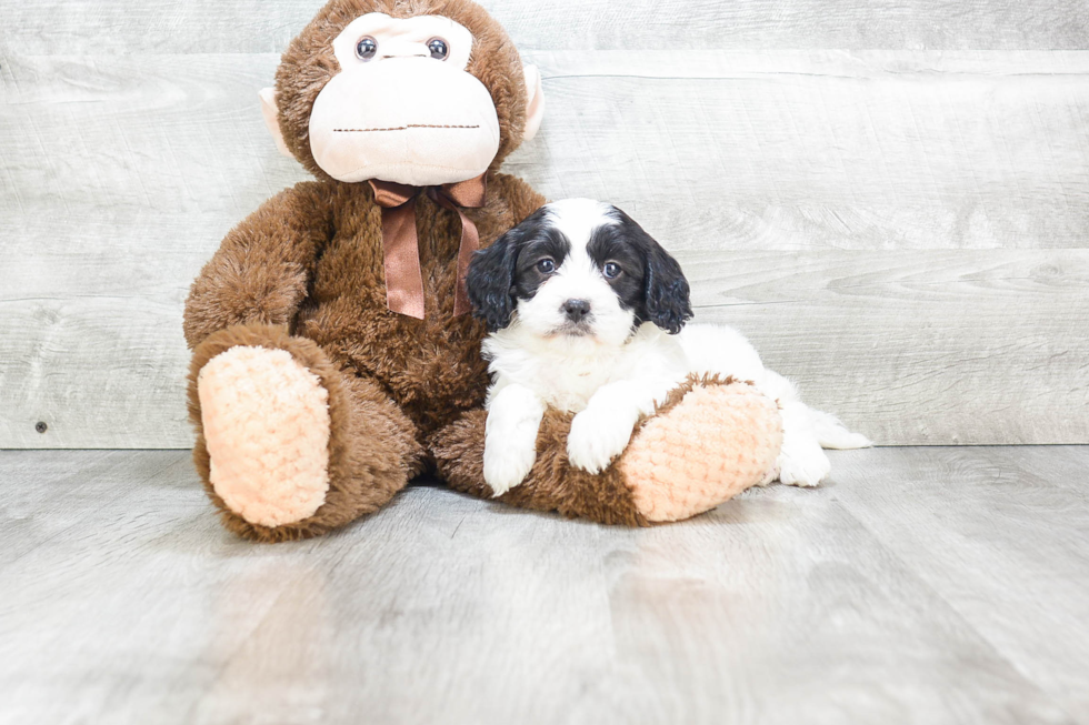 Hypoallergenic Cavoodle Poodle Mix Puppy