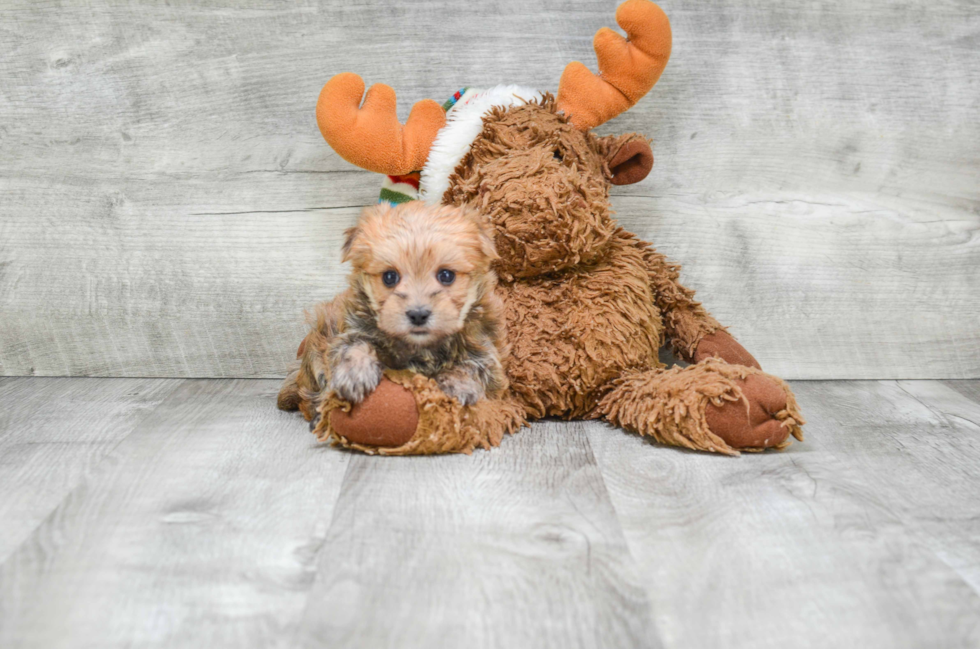 Sweet Morkie Baby