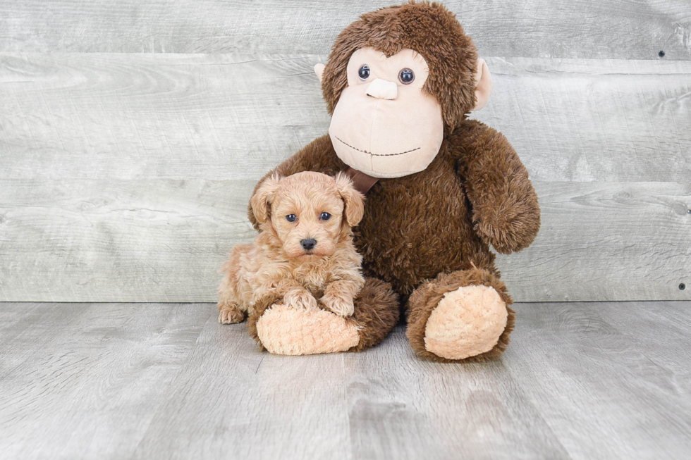 Maltipoo Pup Being Cute