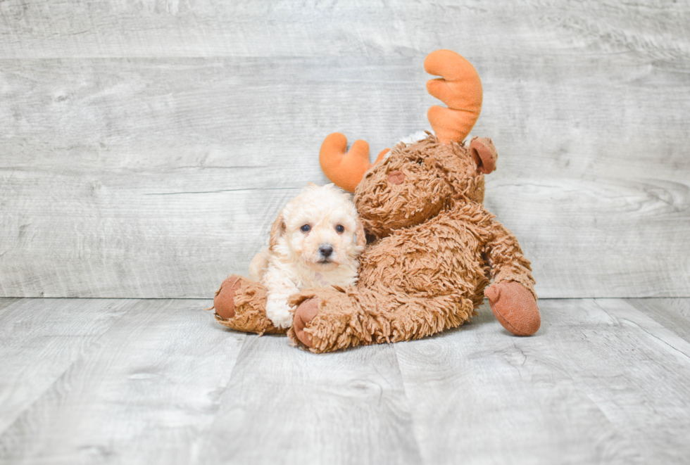 Playful Poodle Purebred Pup