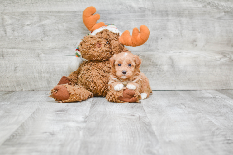 Maltipoo Puppy for Adoption