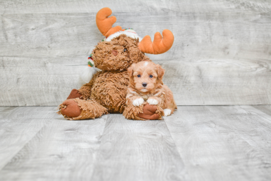 Maltipoo Puppy for Adoption